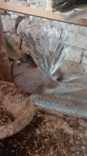 Indian Lakay Breeding Pair of Small Exotic Pets