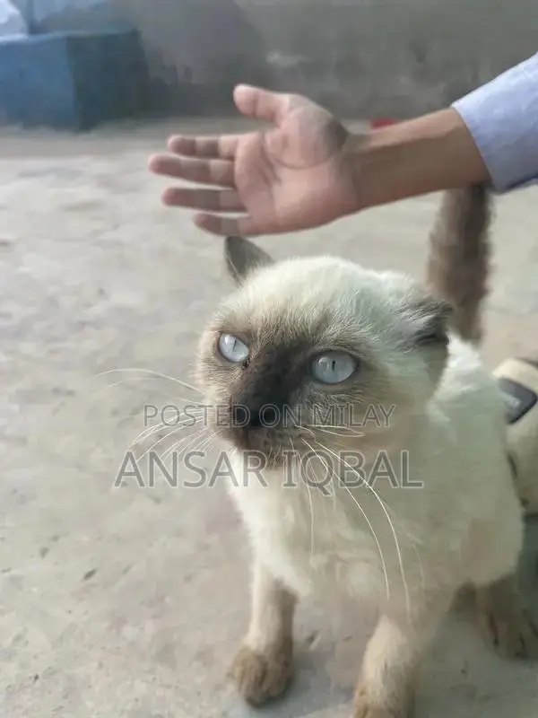 Adorable Persian Cat Kitten - Purebred Companion Pet