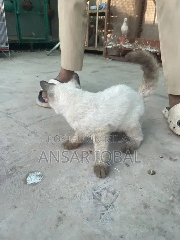 Adorable Persian Cat Kitten - Purebred Companion Pet