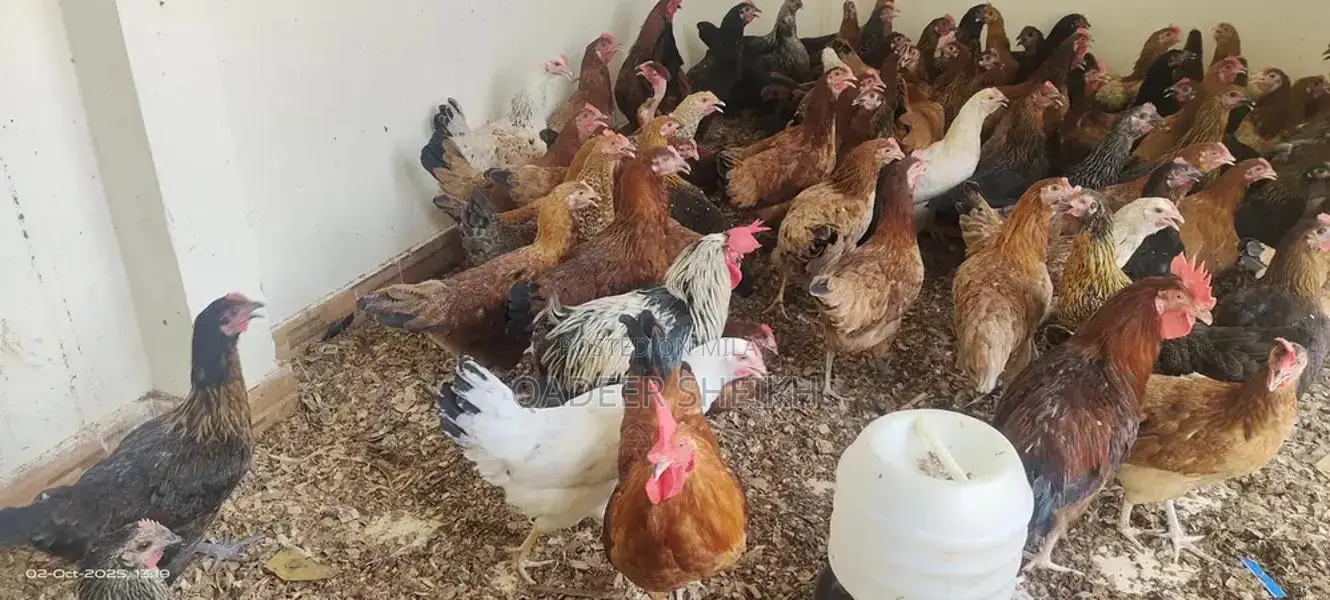 Premium Golden Misri Desi Hens - High-Performing Layer Chickens