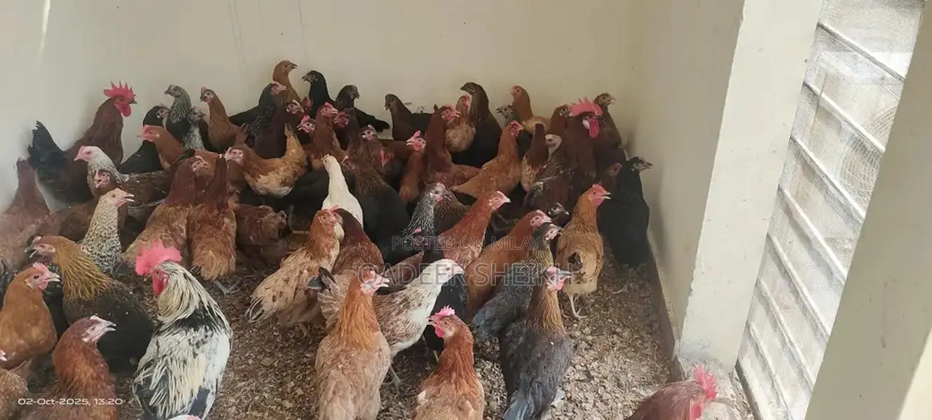 Premium Golden Misri Desi Hens - High-Performing Layer Chickens