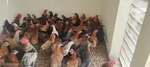 Premium Golden Misri Desi Hens - High-Performing Layer Chickens