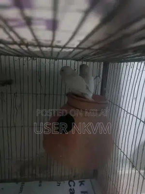 Photo - Albino Split Black Eye Python Pair: Male and Female Reptiles