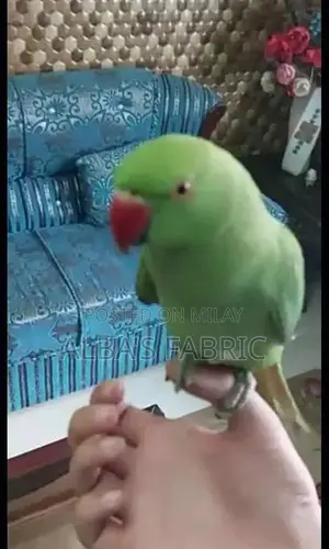 Photo - Green Ring Neck Parrot Hand Tame Male and Female