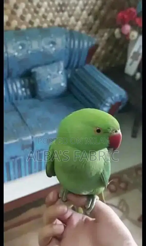 Green Ring Neck Parrot Hand Tame Male and Female