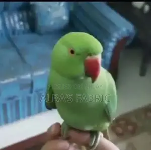 Green Ring Neck Parrot Hand Tame Male and Female