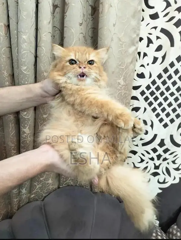 Adorable Persian Kitten with Sweet Personality