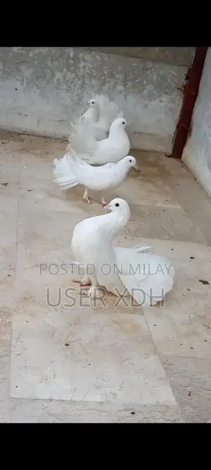White Lakha Pigeons - Healthy Quality Birds