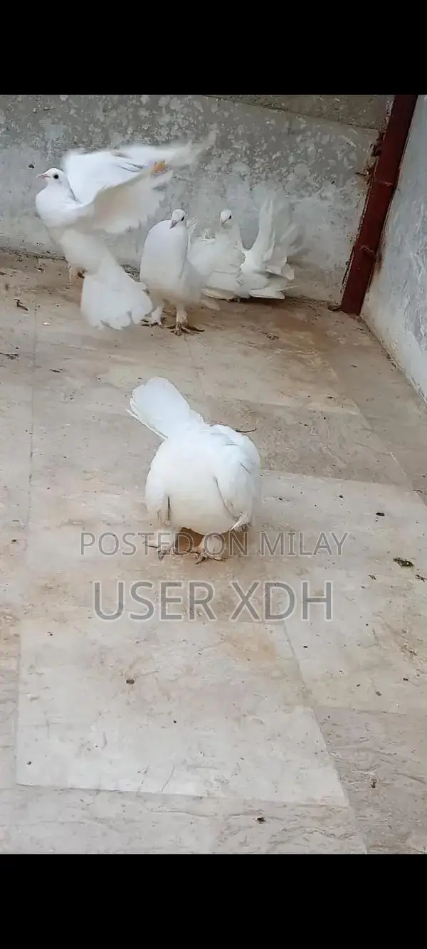 White Lakha Pigeons - Healthy Quality Birds