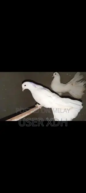 White Lakha Pigeons - Healthy Quality Birds