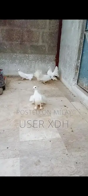 White Lakha Pigeons - Healthy Quality Birds
