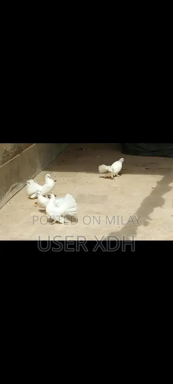 White Lakha Pigeons - Healthy Quality Birds