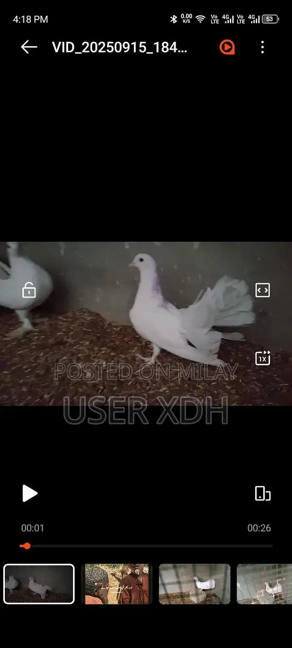 White Lakha Pigeons - Healthy Quality Birds