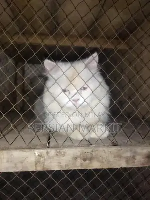 Photo - Persian Long Hair Male Kitten - Purebred Feline Companion