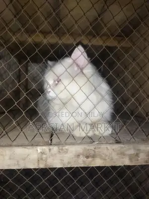 Persian Long Hair Male Kitten - Purebred Feline Companion