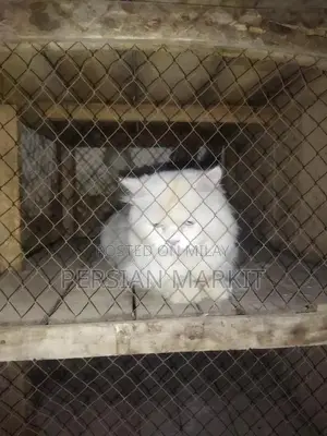 Persian Long Hair Male Kitten - Purebred Feline Companion