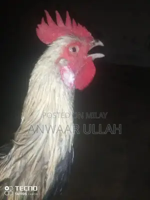 Handmade Traditional Home Bread Baking Pan - Pure SATMORA Cookware