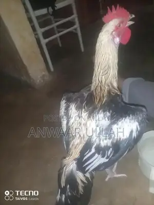 Handmade Traditional Home Bread Baking Pan - Pure SATMORA Cookware