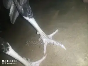 Handmade Traditional Home Bread Baking Pan - Pure SATMORA Cookware