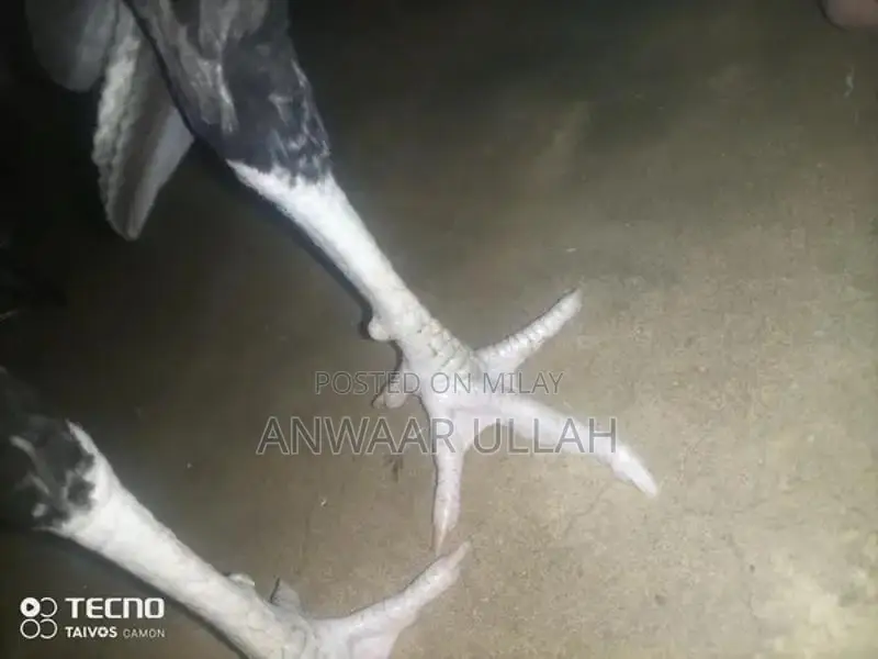 Handmade Traditional Home Bread Baking Pan - Pure SATMORA Cookware