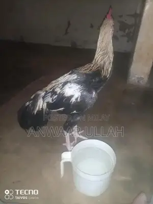 Handmade Traditional Home Bread Baking Pan - Pure SATMORA Cookware