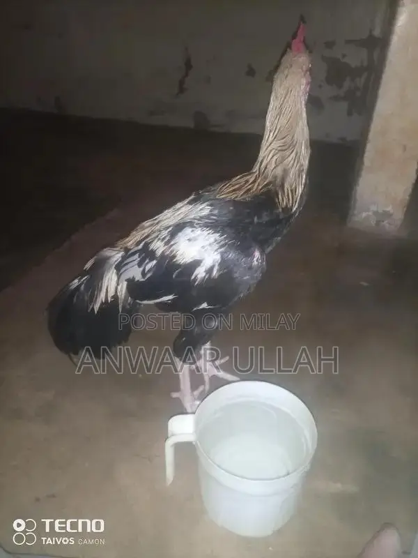 Handmade Traditional Home Bread Baking Pan - Pure SATMORA Cookware