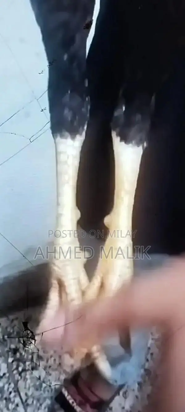 Kandhari Parrot Beak - Young Male African Grey Parrot