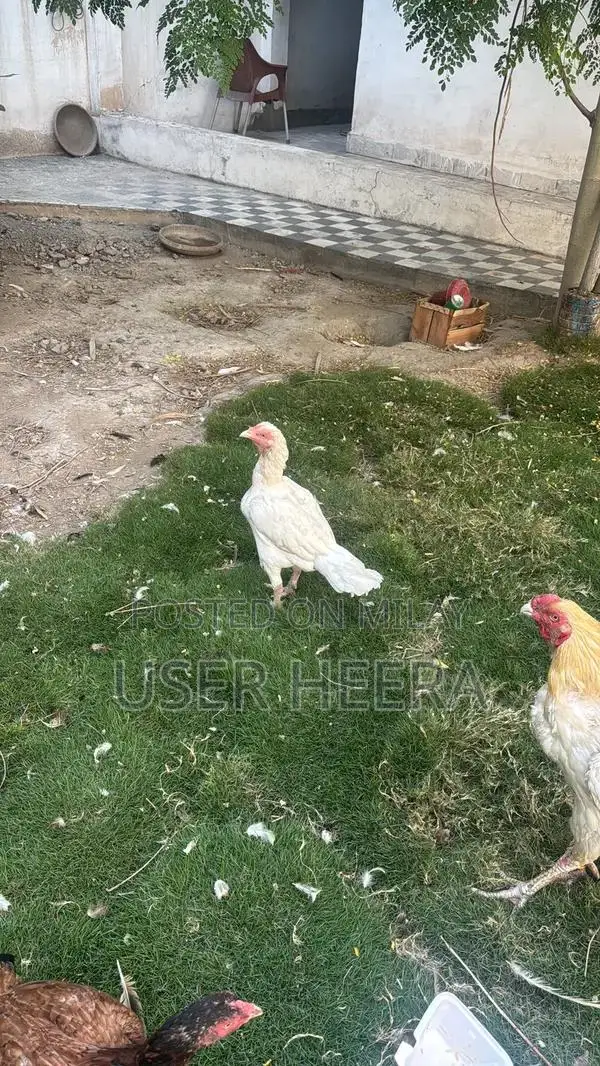 High-Quality Female Heera Breeding Pigeon - White Plumage