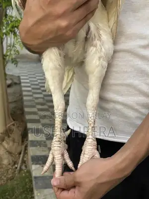 High-Quality Female Heera Breeding Pigeon - White Plumage