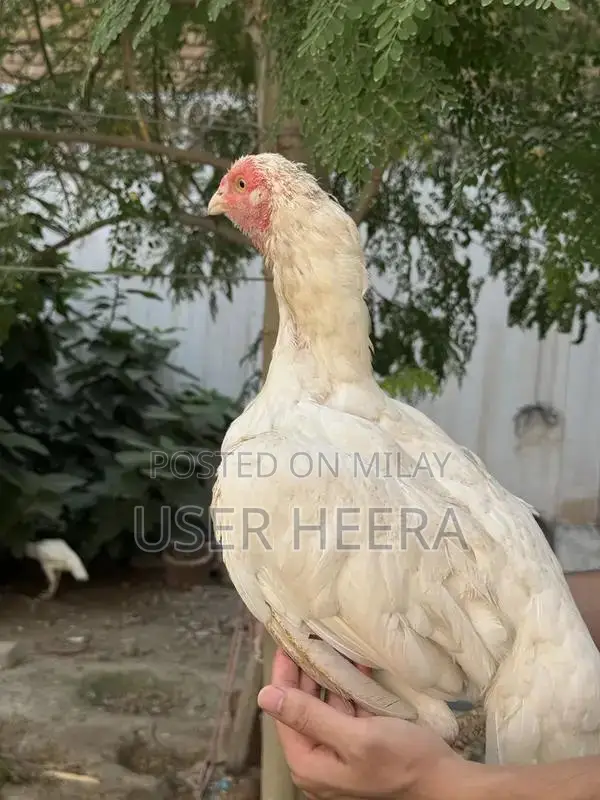 High-Quality Female Heera Breeding Pigeon - White Plumage
