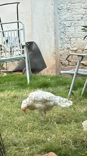 High-Quality Female Heera Breeding Pigeon - White Plumage