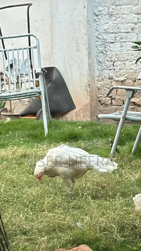 High-Quality Female Heera Breeding Pigeon - White Plumage