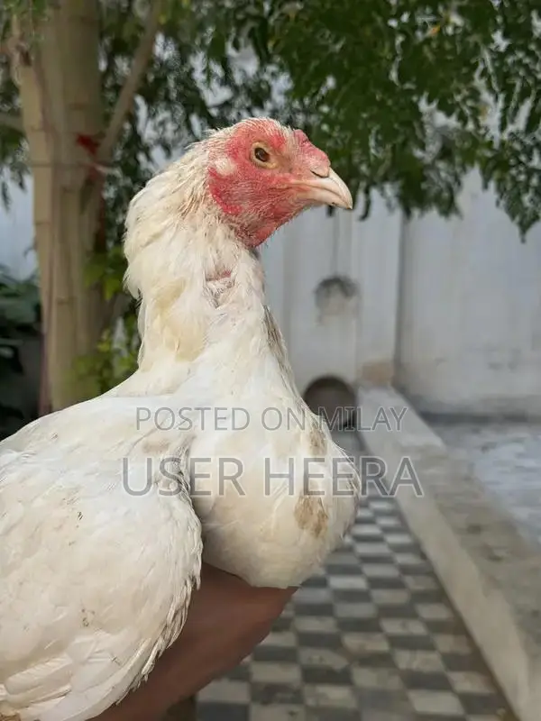 High-Quality Female Heera Breeding Pigeon - White Plumage