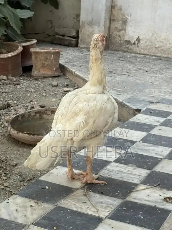 High-Quality Female Heera Breeding Pigeon - White Plumage