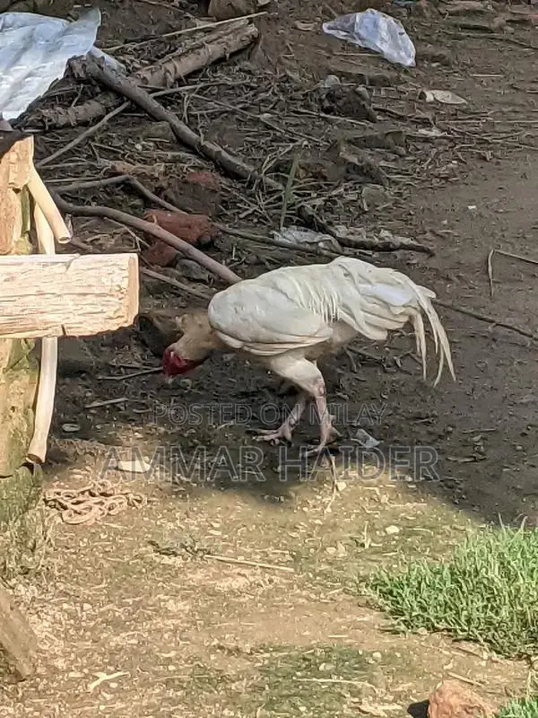 Premium Heera Aseel Rooster - High-Quality Breed for Poultry Enthusias