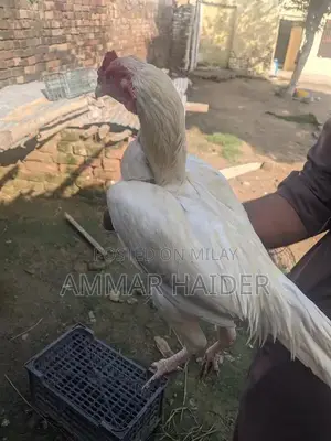 Premium Heera Aseel Rooster - High-Quality Breed for Poultry Enthusias