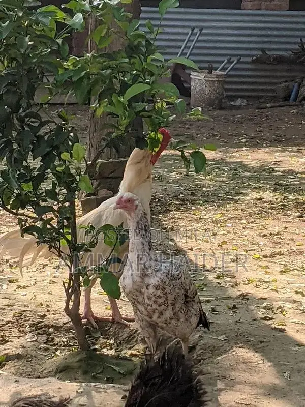 Premium Heera Aseel Rooster - High-Quality Breed for Poultry Enthusias