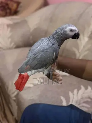 Photo - Talkative Grey Parrot with Red Factor - Handtame Companion