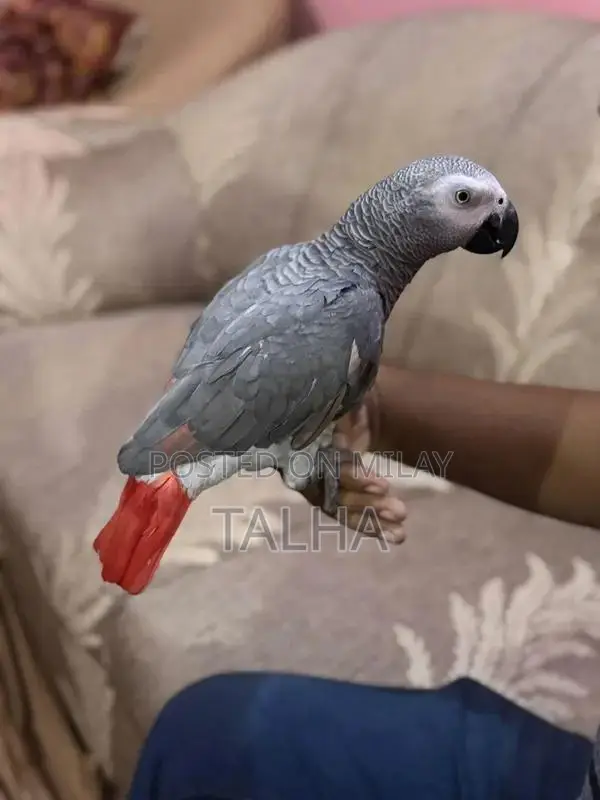 Talkative Grey Parrot with Red Factor - Handtame Companion