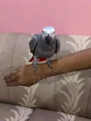 Talkative Grey Parrot with Red Factor - Handtame Companion