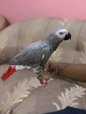Talkative Grey Parrot with Red Factor - Handtame Companion