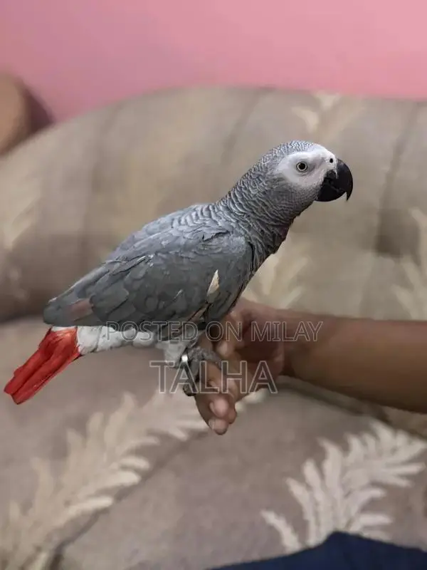 Talkative Grey Parrot with Red Factor - Handtame Companion
