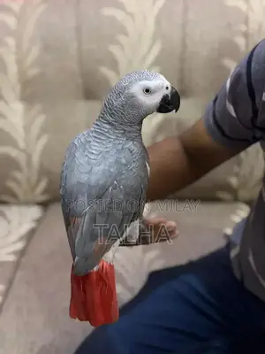 Talkative Grey Parrot with Red Factor - Handtame Companion