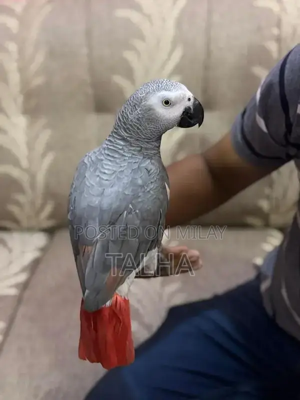 Talkative Grey Parrot with Red Factor - Handtame Companion