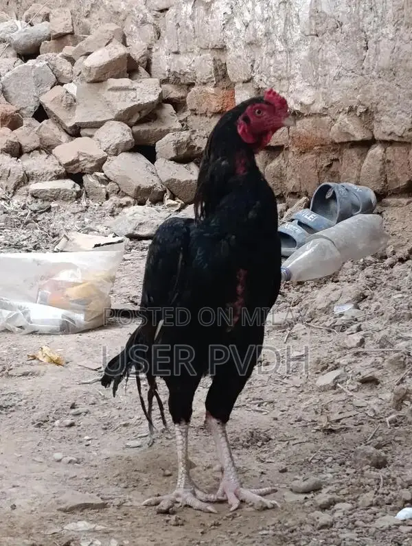 Pure Aseel Rooster Chicks from Mianwali Poultry Breed