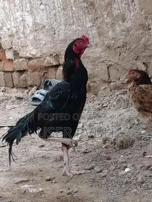Pure Aseel Rooster Chicks from Mianwali Poultry Breed