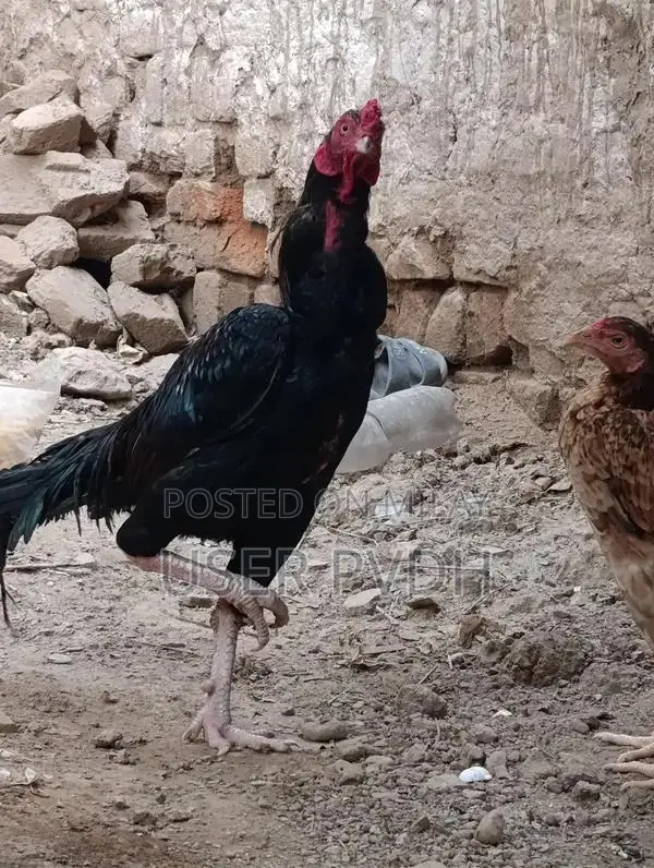 Pure Aseel Rooster Chicks from Mianwali Poultry Breed