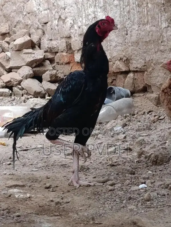 Pure Aseel Rooster Chicks from Mianwali Poultry Breed