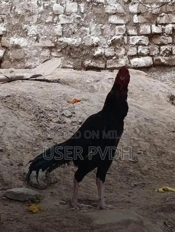 Pure Aseel Rooster Chicks from Mianwali Poultry Breed