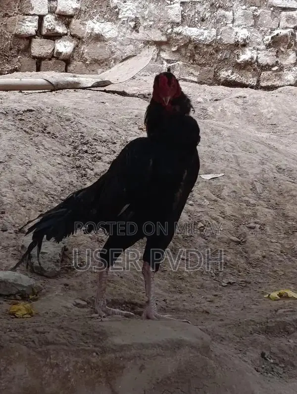 Pure Aseel Rooster Chicks from Mianwali Poultry Breed